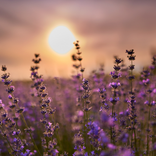 „Lavendel wirkt – auch ohne magisches Hütchen“