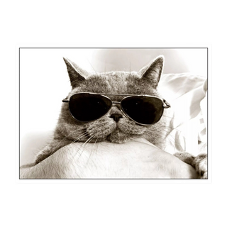 Postkarten Coole Katzen - Verschiedene Varianten