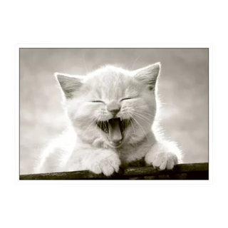Postkarten Coole Katzen - Verschiedene Varianten