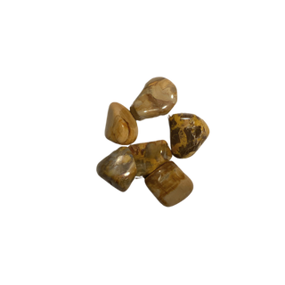 VERSTEINERTES HOLZ Trommelstein
