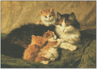 Postkarten Coole Katzen - Verschiedene Varianten