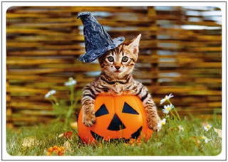 Postkarten Coole Katzen - Verschiedene Varianten