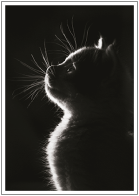 Postkarten Coole Katzen - Verschiedene Varianten